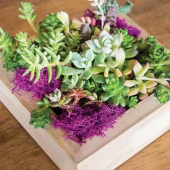 Reindeer Moss Preserved Bag Fuchsia (55gm Bag)