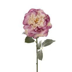 Rose Gruss An Aachen Stem Purple (68cmH)