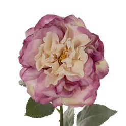 Rose Gruss An Aachen Stem Purple (68cmH)
