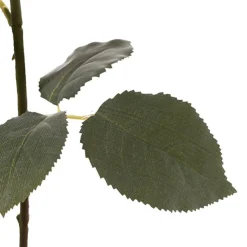 Rose Gruss An Aachen Stem Purple (68cmH)