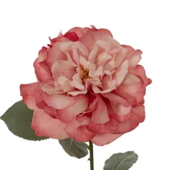Rose Gruss An Aachen Stem Pink (68cmH)
