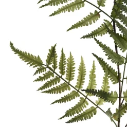Shield Fern Spray Green (90cmH)