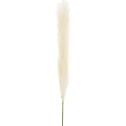 Single Stem Pampas Spray Off White (70cmH)