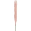 Single Stem Pampas Spray Soft Pink (70cmH)