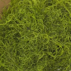 Spanish Moss Preserved Bulk Grass Green (4.55kg Box)