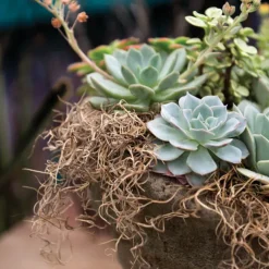 Spanish Moss Preserved Natural (110gm Bag)