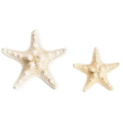 Starfish Decoration Small Natural (32pcs Per Jar)
