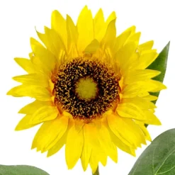 Sunflower Stem Yellow (72cmH)