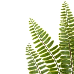 Sword Fern Spray Green (71cmH)