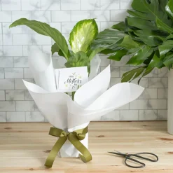 Tallow Paper Ribbed 80 micron White Pack 50 (50x70cm)