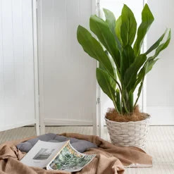 Wicker Planter Eco Forest Round White XLarge (29Dx20cmH)